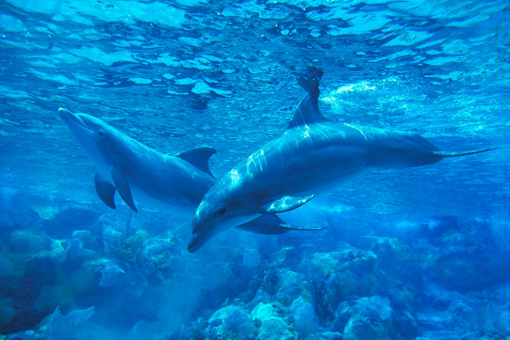 Dolphin 语言解码了？AI 驱动的 DolphinGemma 解决物种间交流问题