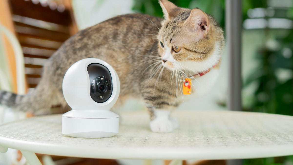 Pet Cam 常见问题解答：这项技术可以守护我们的四足朋友，但它安全吗？