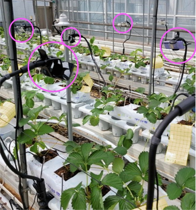 SmartBerry 用于草莓种植中基于 AI 的生长阶段分类和精准营养管理