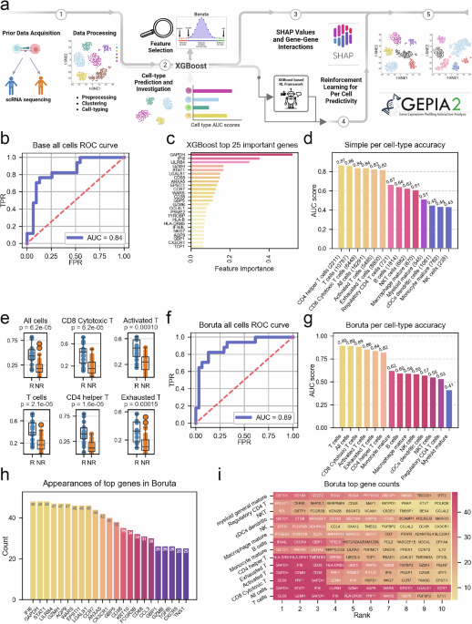 通过机器学习和单细胞 RNA-seq 揭示免疫检查点反应的基因和细胞特征