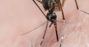 直升机、无人机飞上天空，先发制人地攻击蚊子