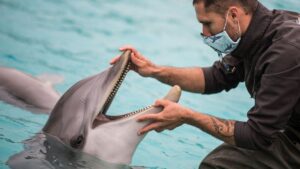 Google 致力于使用 AI 解码 Dolphin 通信
