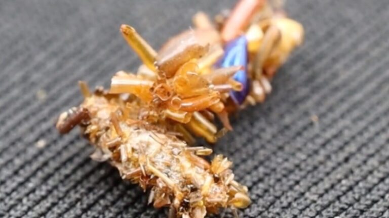 骨头收集毛虫用昆虫的身体部位装饰自己