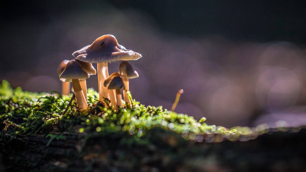 董事会成员说，在 CVE 资金的混乱中，“我们是蘑菇，被蒙在鼓里