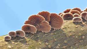 带有真菌纸电极的紧凑型可生物降解电池是这所大学的研究人员梦寐以求的