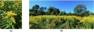 Mavsd：用于检测 Solidago canadensis L. 的多角度视图分割数据集。