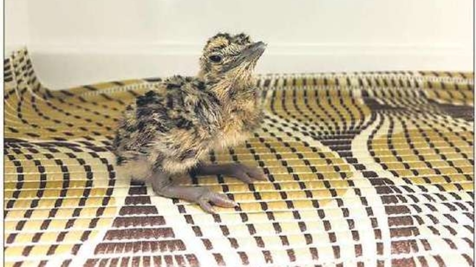 远离敌对的边界，大鸨在阿杰梅尔安家