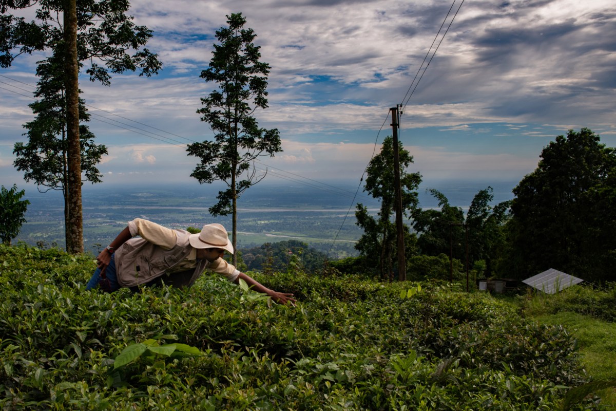 Alt Carbon 获得 $12M 种子以扩大印度的碳去除规模