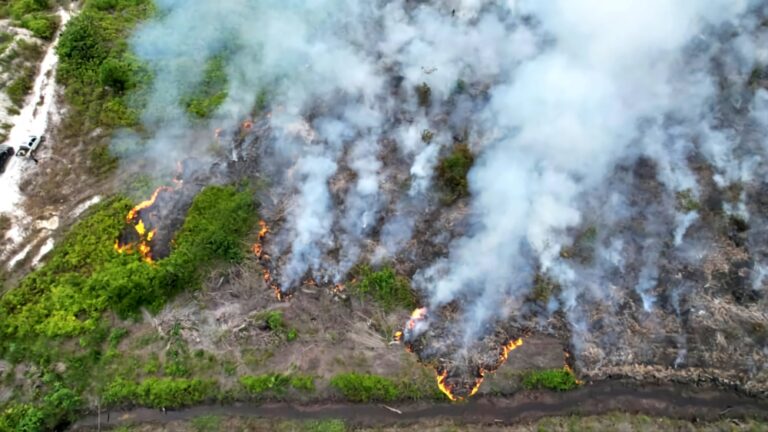 诗巫 60 公顷的大火席卷森林和油棕园