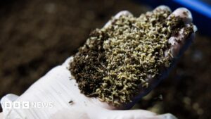 我们应该让苍蝇吃掉我们的食物垃圾吗？