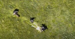 无人机录像显示，发现躲在高草丛中的闯入嫌疑人被捕