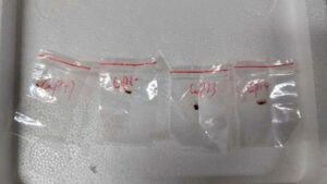 美国报告称另一名中国科学家被捕，但没有发送生物材料的许可