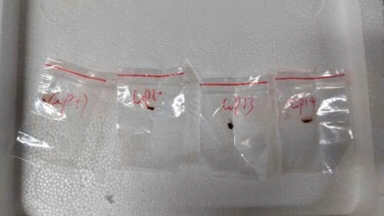 美国报告称另一名中国科学家被捕，但没有发送生物材料的许可