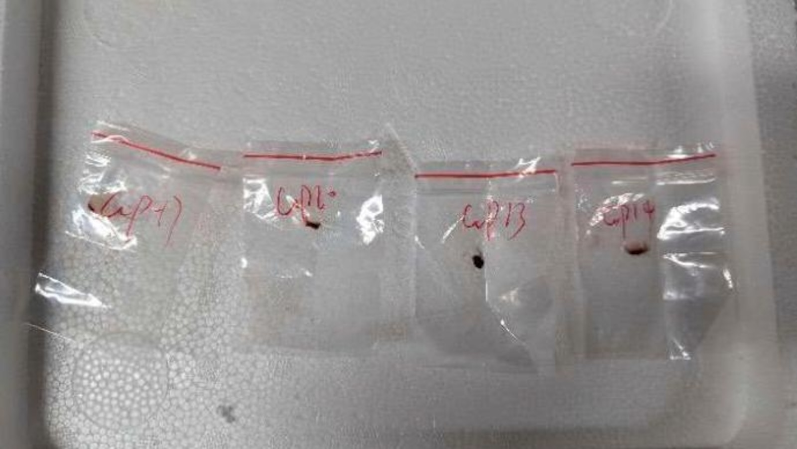 美国报告称另一名中国科学家被捕，但没有发送生物材料的许可