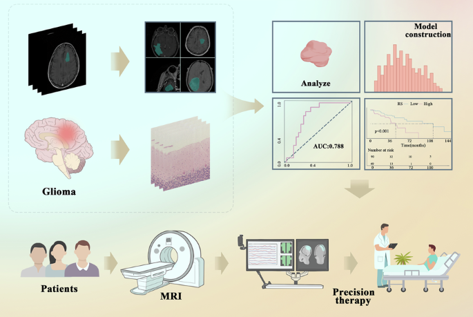 基于机器学习的 MRI 放射组学可预测低级别胶质瘤患者的 IL18 表达和总生存期