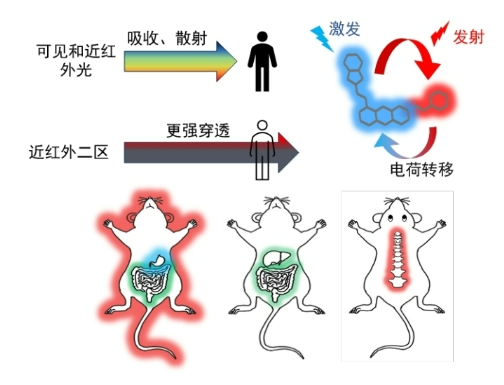 中科院研发新型荧光探针 让骨骼“发光”