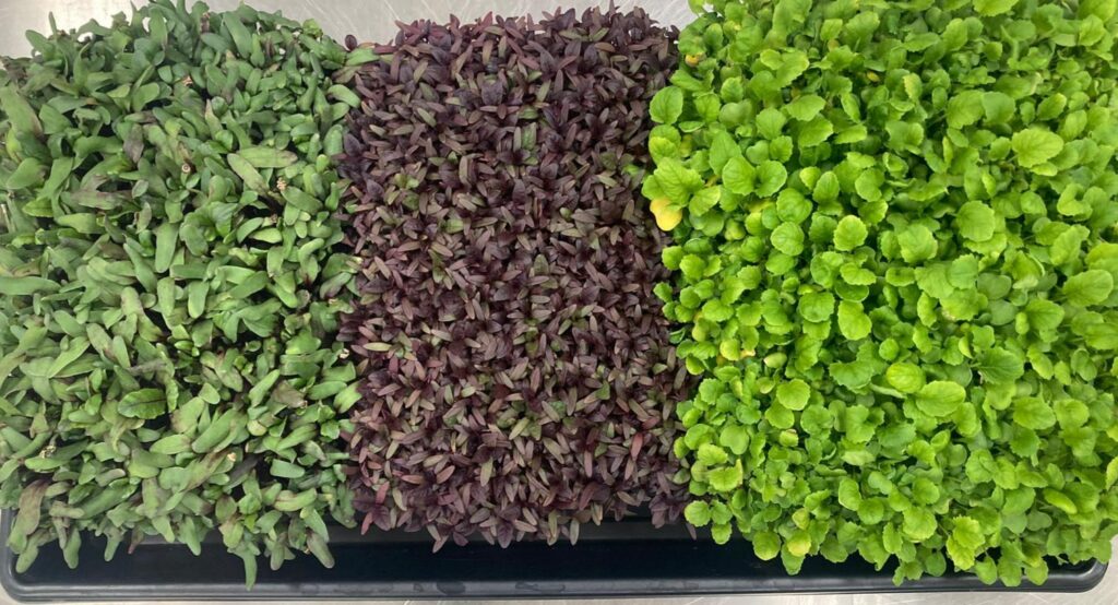 意大利航天局研究太空种植超矮水稻 为太空居民提供食物