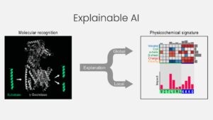 蛋白酶和哲学 - 通过可解释性桥接生物化学和 AI 来解码分子识别