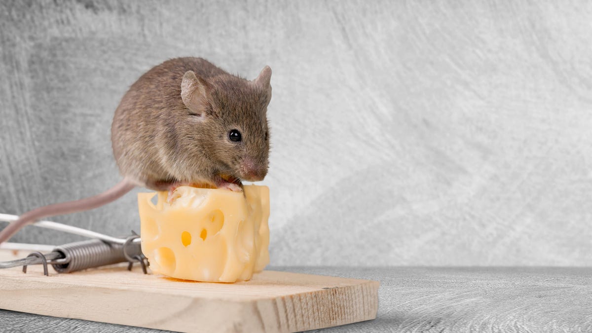 在你家里发现老鼠了？试试这些摆脱老鼠的专家提示