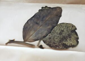 80年前真菌复活，揭示科技与健康饮食新关联