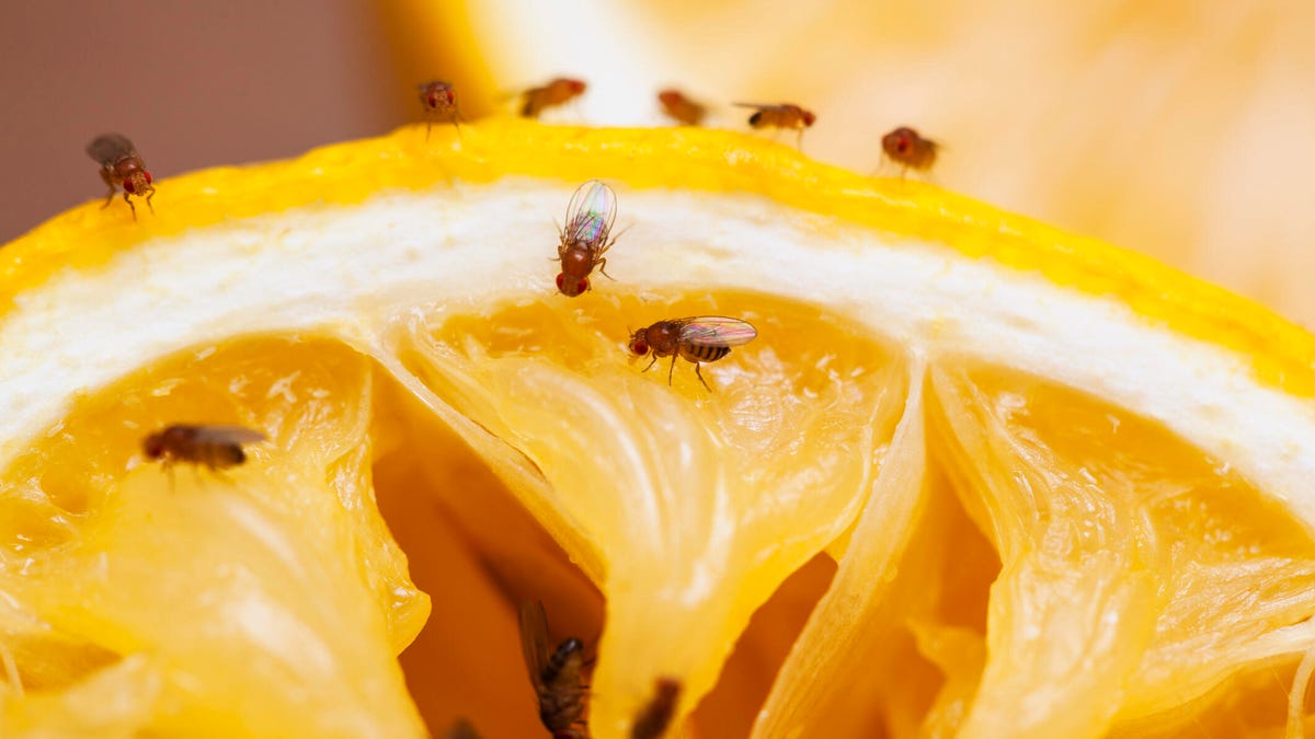 想摆脱厨房里的果蝇吗？这是昆虫学家说要做的