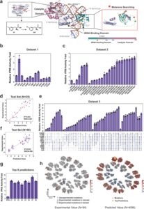 机器学习引导的吡咯赖氨酰-tRNA 合成酶进化以提高多种非经典氨基酸的掺入效率