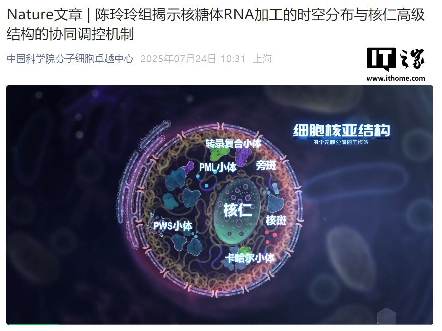 我国科学家破解细胞核仁高效加工RNA之谜 登上Nature