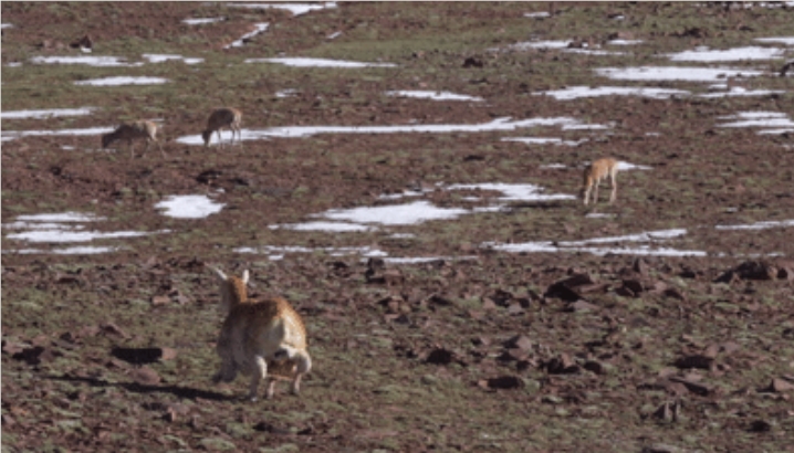 全球首只“机器藏羚羊”亮相可可西里，实现零干扰近距离观测