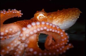 能源巨头分拆AI平台Kraken，估值达150亿美元
