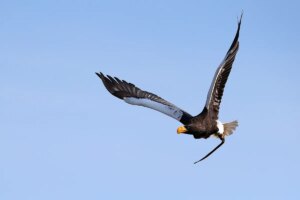 海鹰捕食与中囯新型激光武器：战争新时代来临？