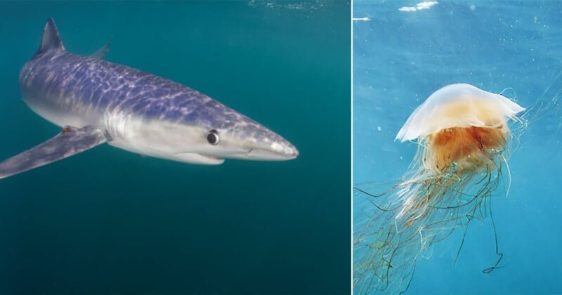 MIT新AI融合科学艺术，助力自然保护