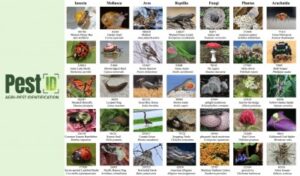 “AI助力农业：Pest-ID工具精准识别作物害虫与杂草”