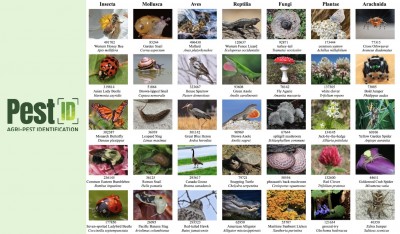 “AI助力农业：Pest-ID工具精准识别作物害虫与杂草”