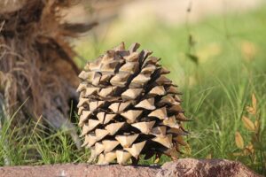 Pinecone推出高性能AI工作负载服务