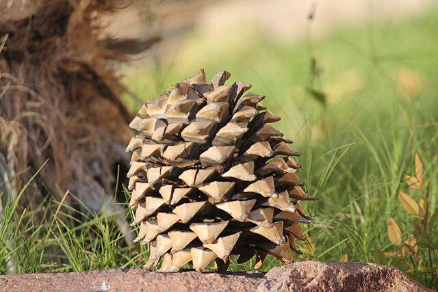 Pinecone推出高性能AI工作负载服务