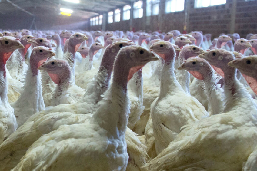 AI无人机精准识别火鸡行为