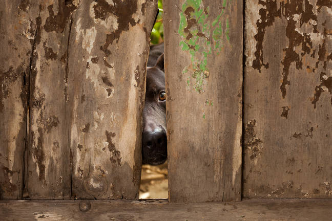 谷歌推新机制防范AI越权访问数据
